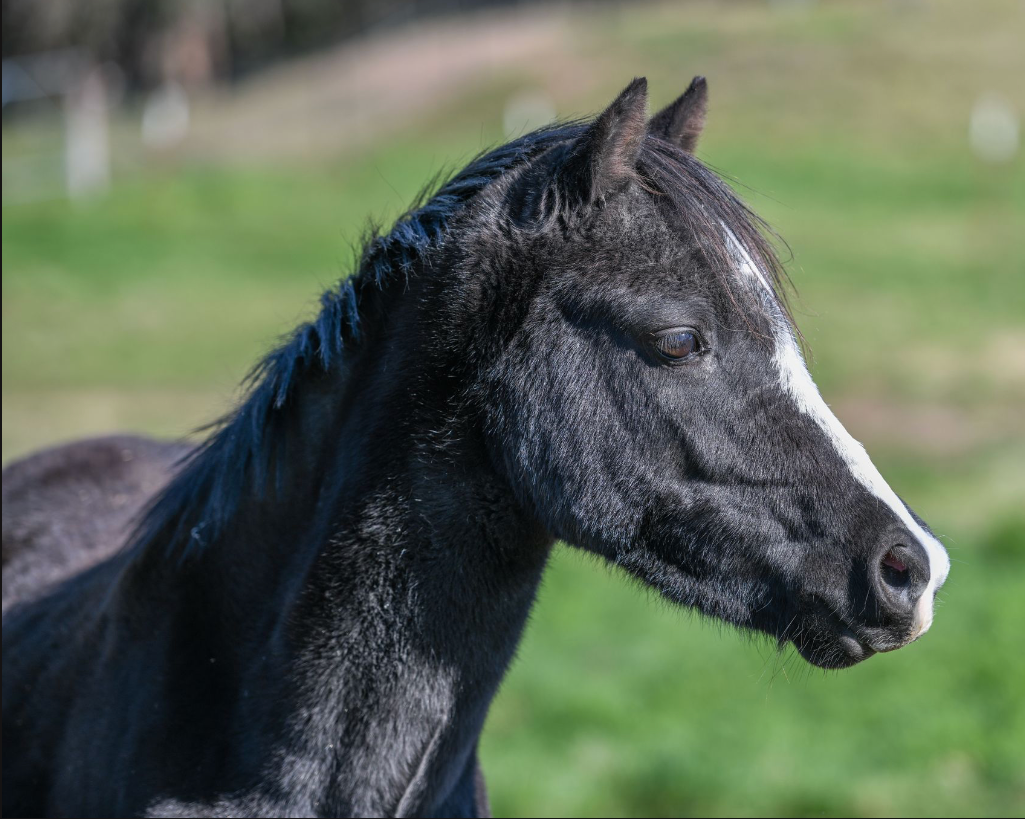 LYKANNARO BLACKJACK aka Jett
