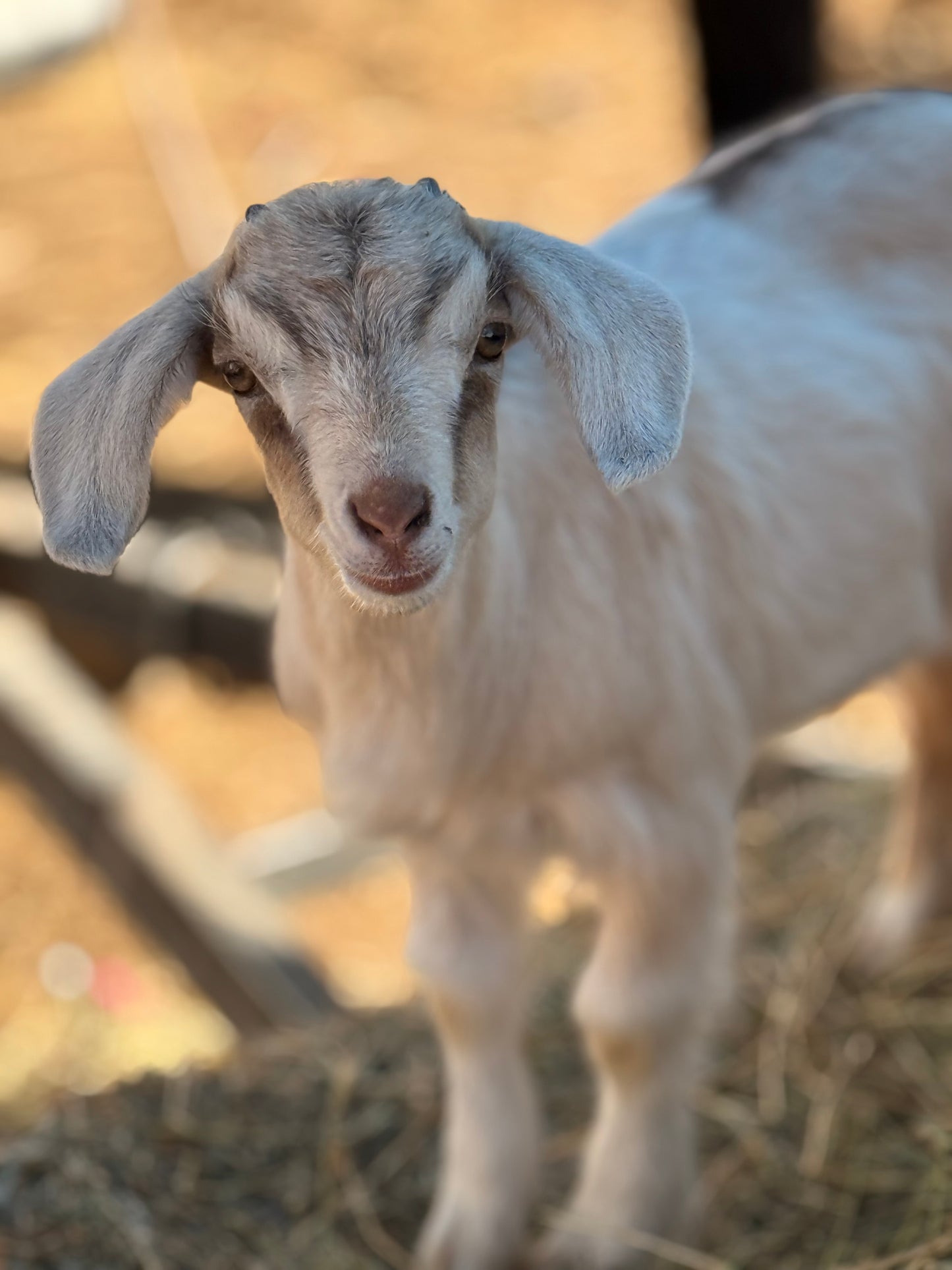 Grace Kelly the dog goat