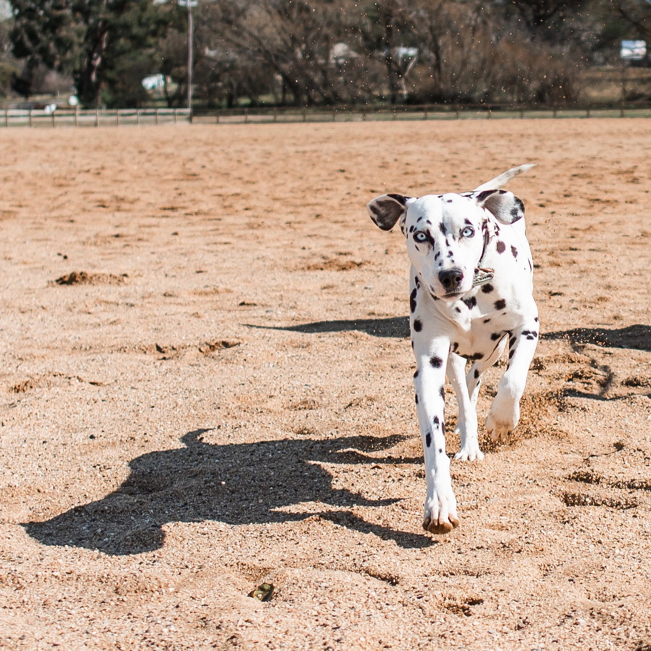Dollie the Dalmatian