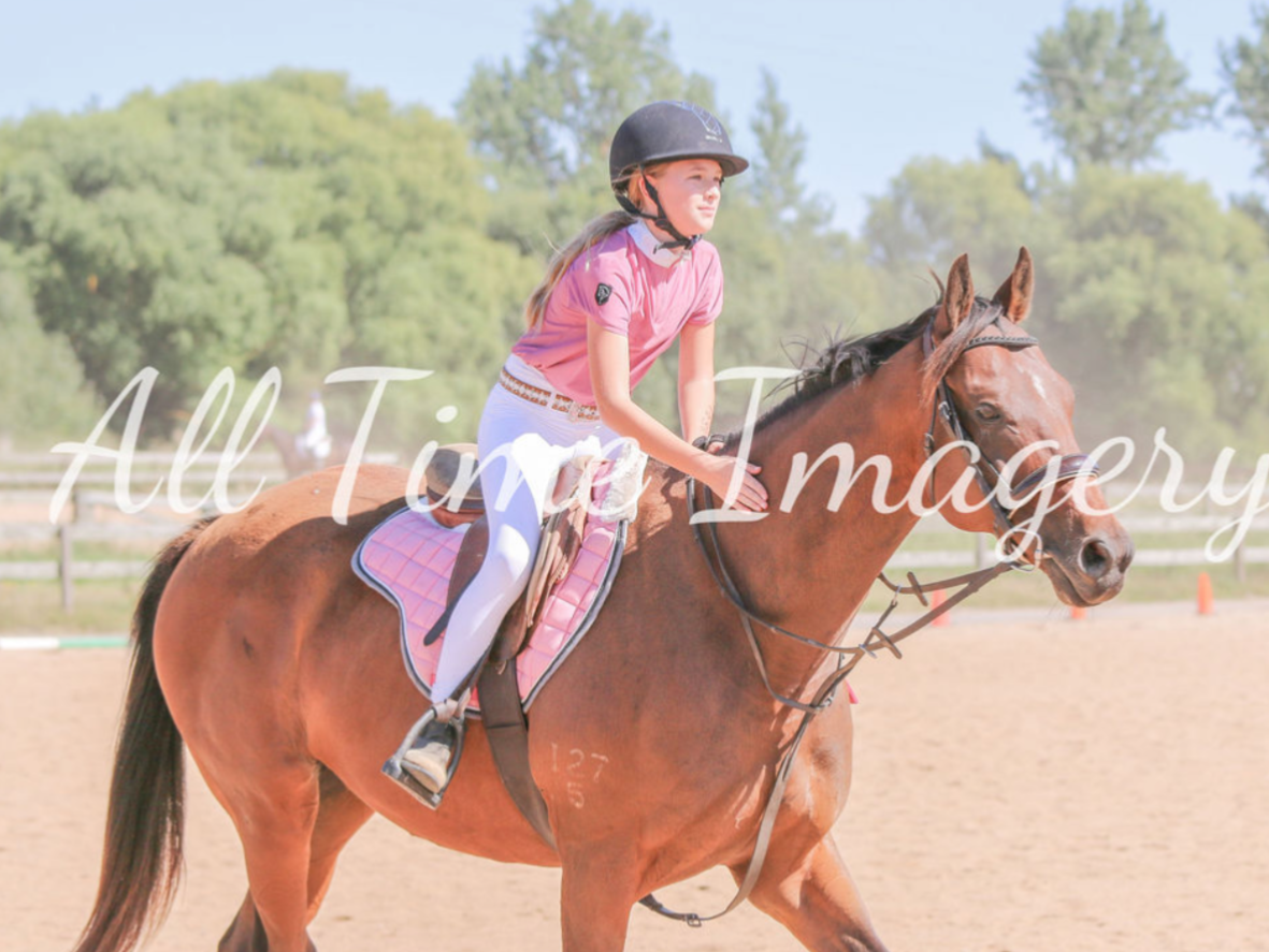 LESSON HORSES