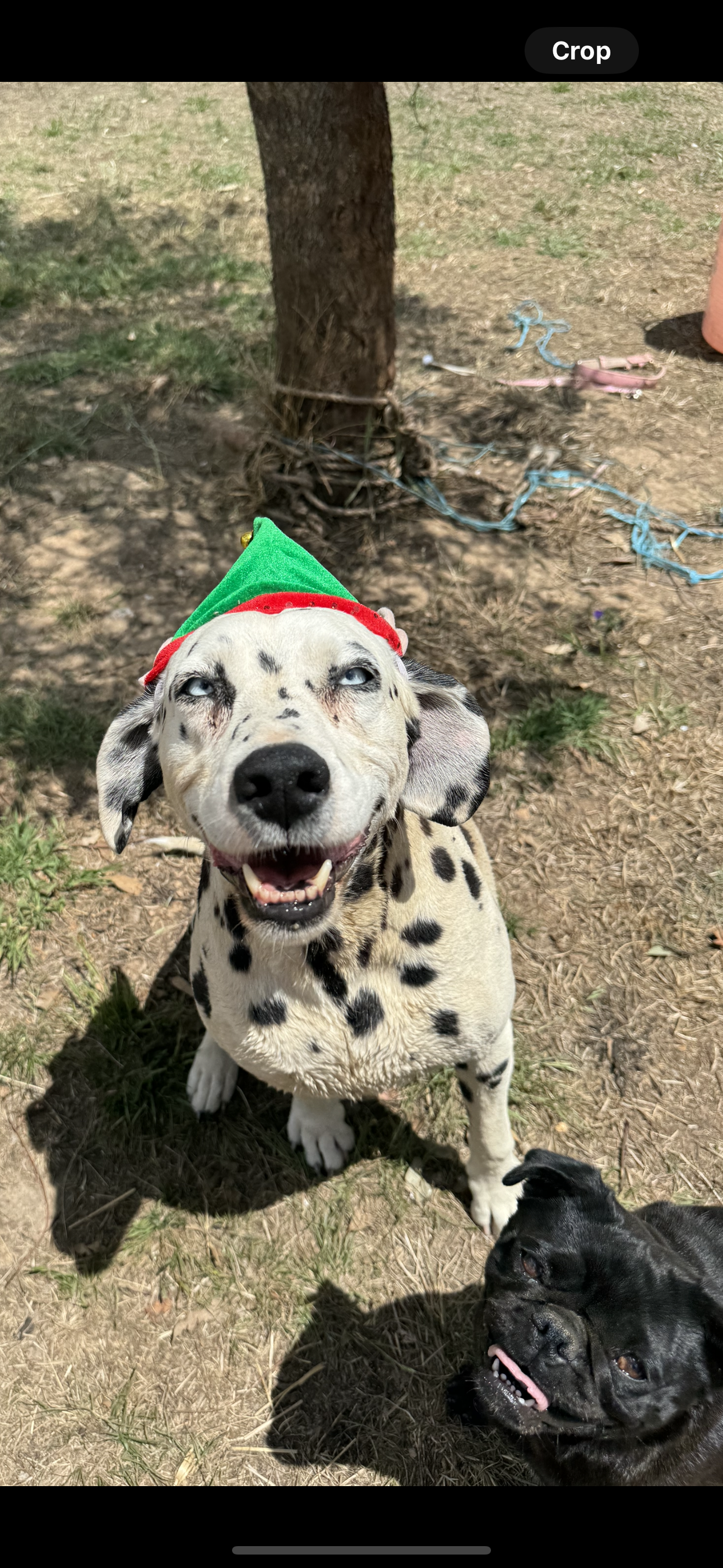 Dollie the Dalmatian