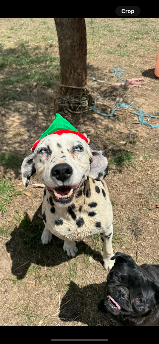 Dollie the Dalmatian