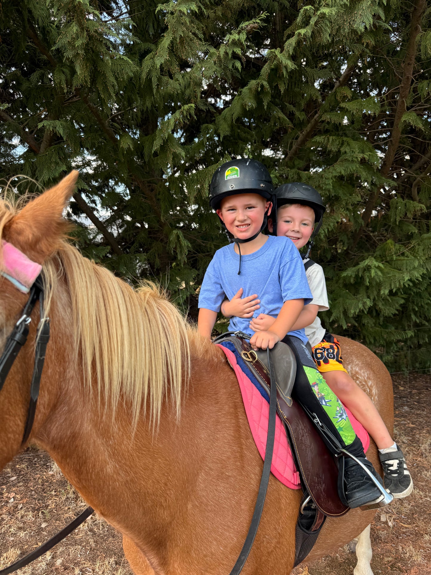 NDIS HORSE & ANIMAL EXPERIENCES