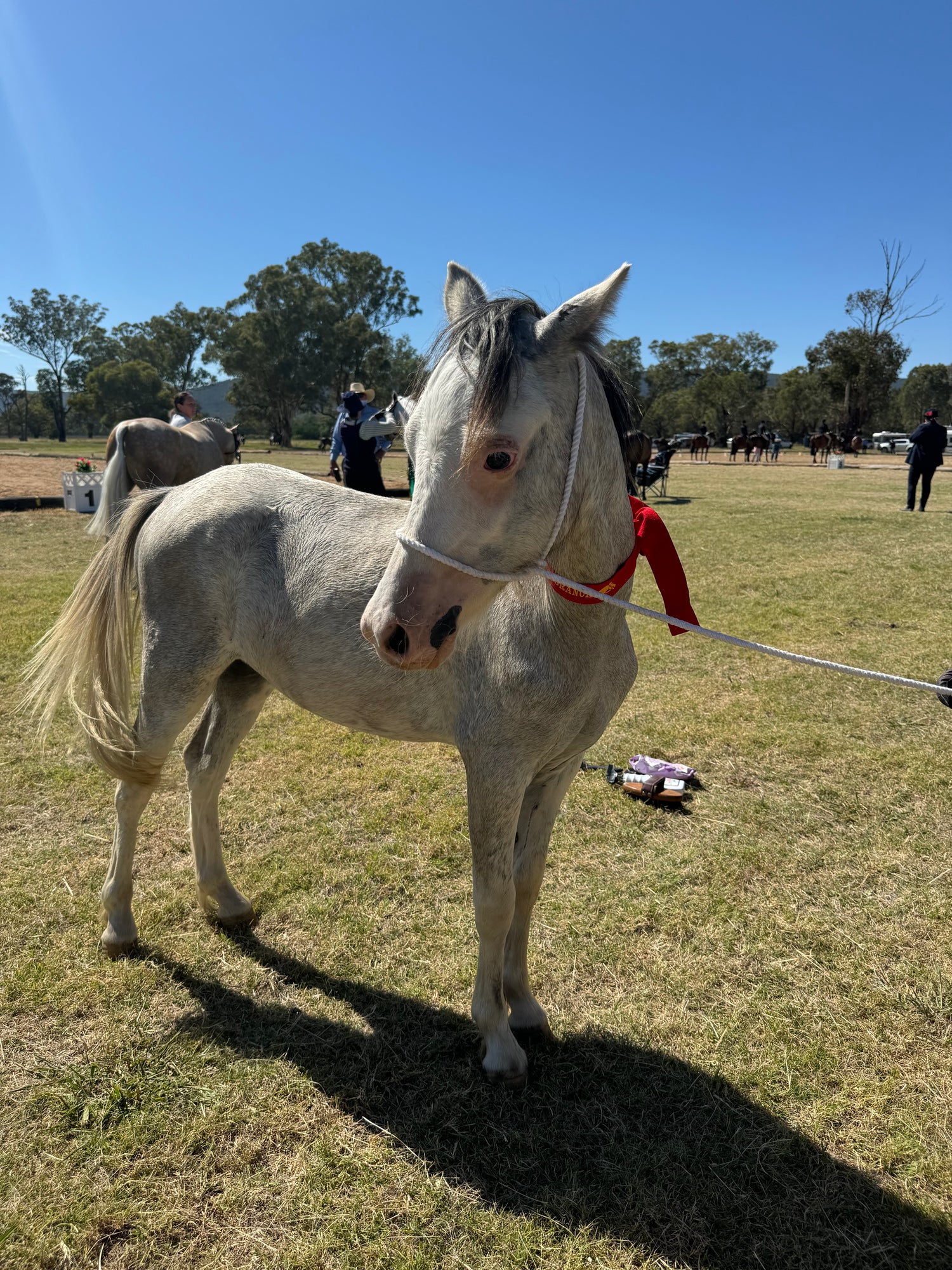 COMPETITION HORSES