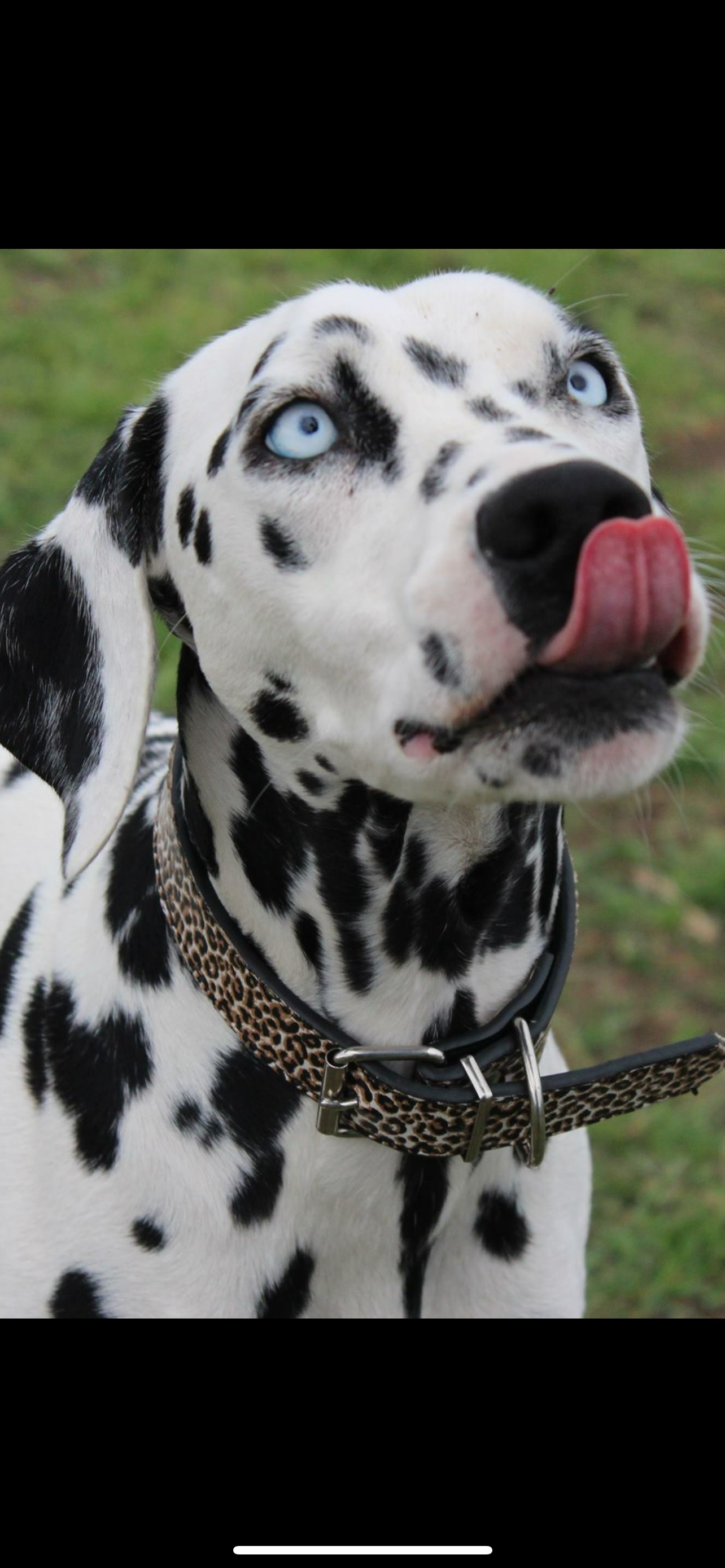 Dollie the Dalmatian