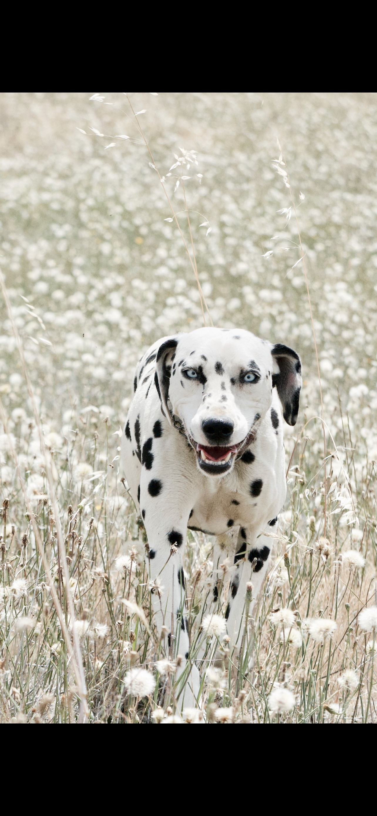 Dollie the Dalmatian