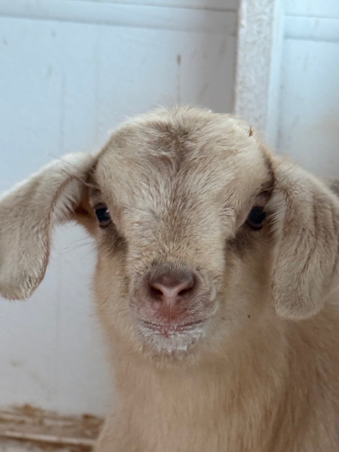 Grace Kelly the dog goat