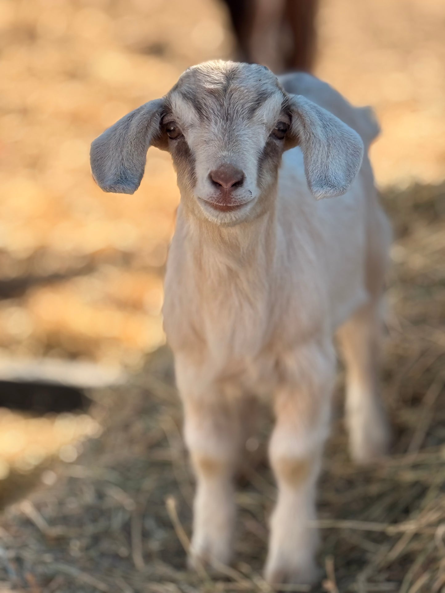 Grace Kelly the dog goat