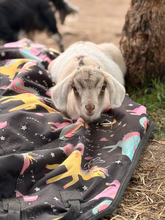 Grace Kelly the dog goat