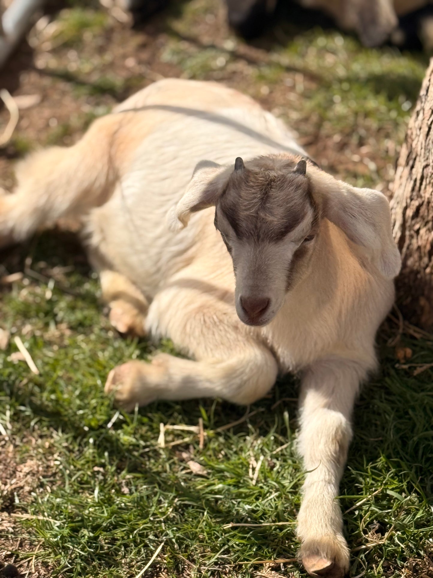 Grace Kelly the dog goat