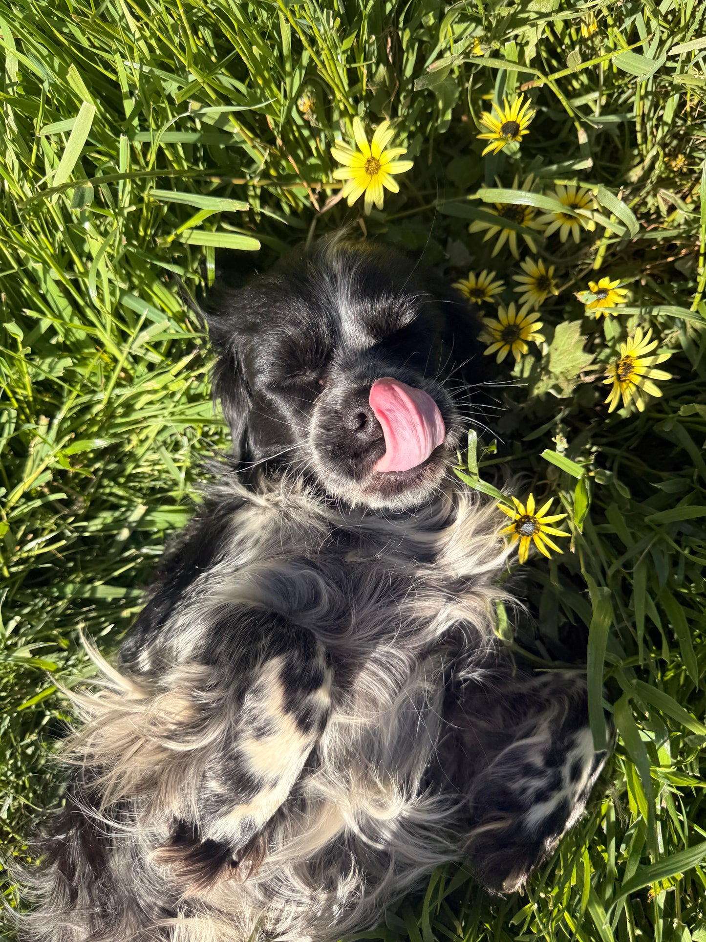 Lala the Spaniel