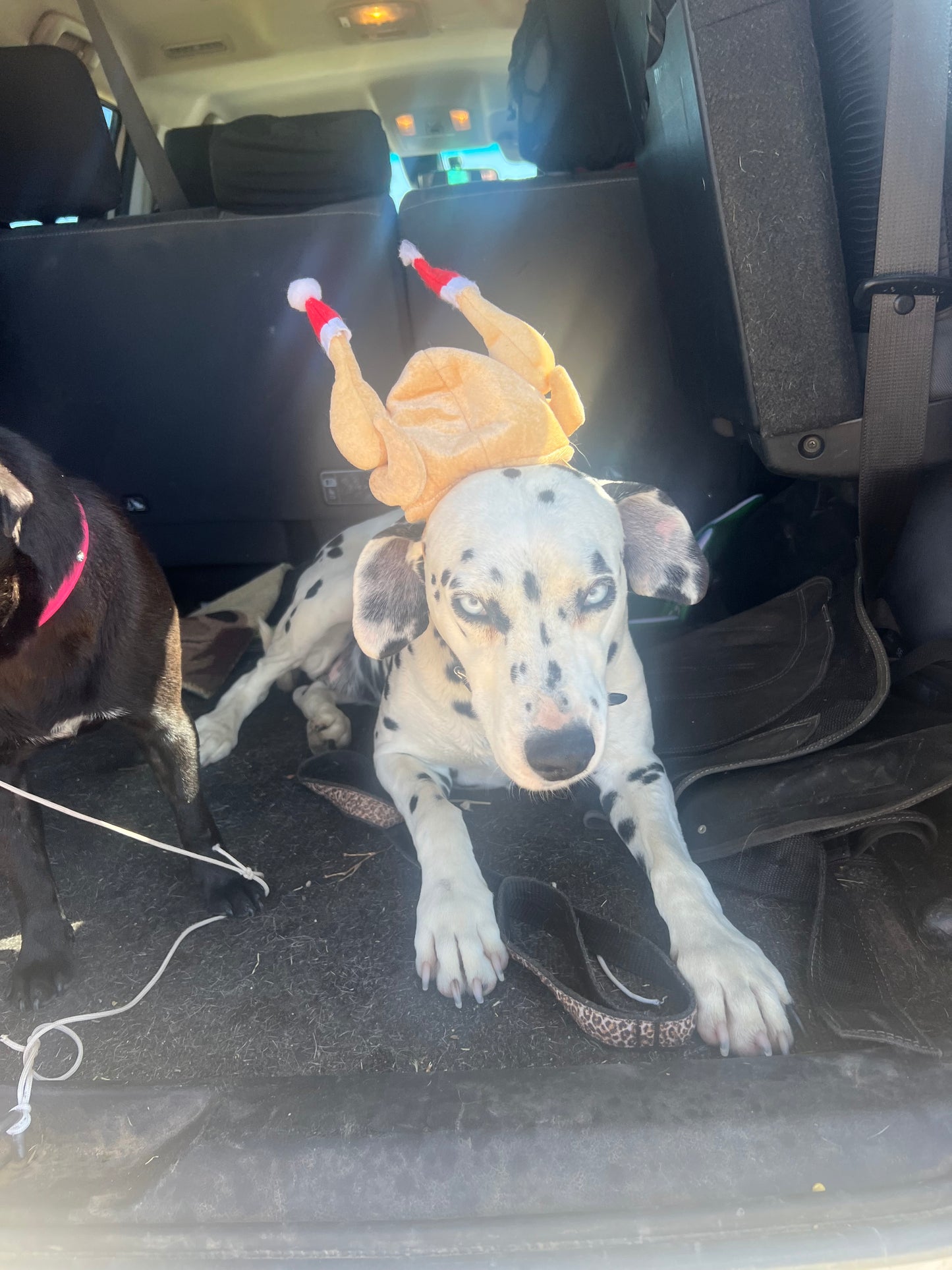 Dollie the Dalmatian