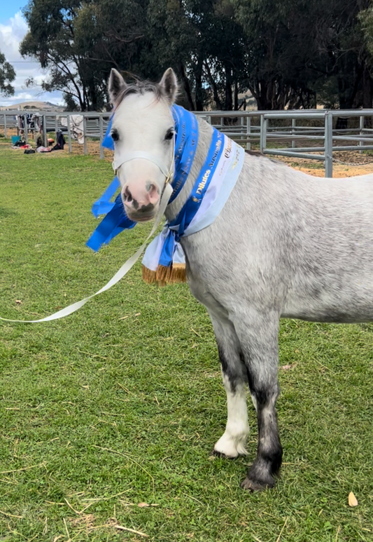 MOSMAN PARK FINNIGAN aka Finnie