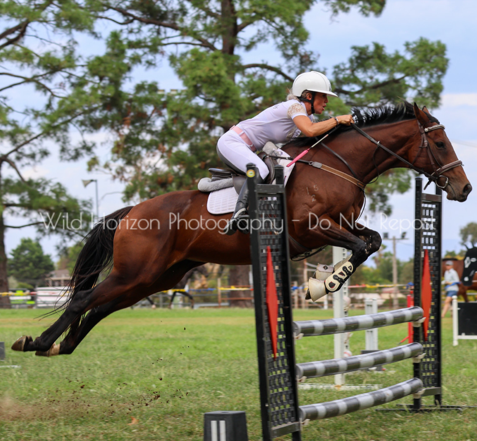 COMPETITION HORSES