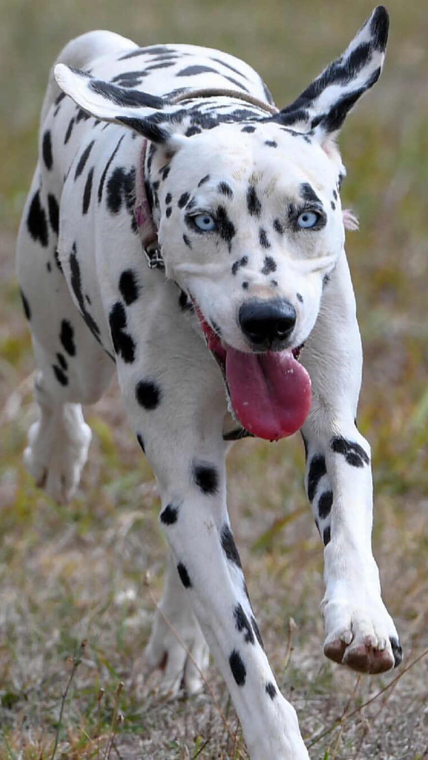 Dollie the Dalmatian
