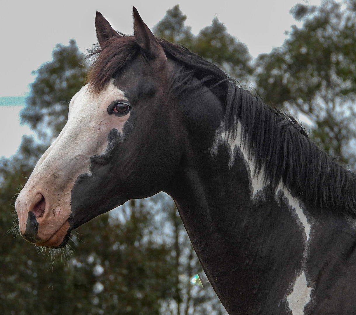 LIVE FEARLESSLY aka Bolt